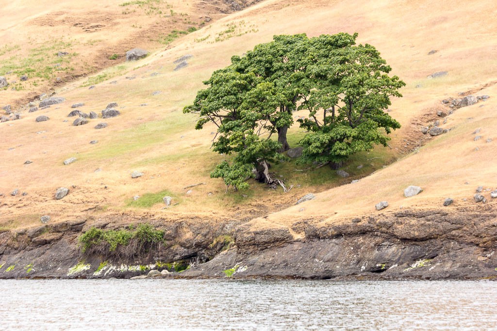 Little stand of trees next to the water