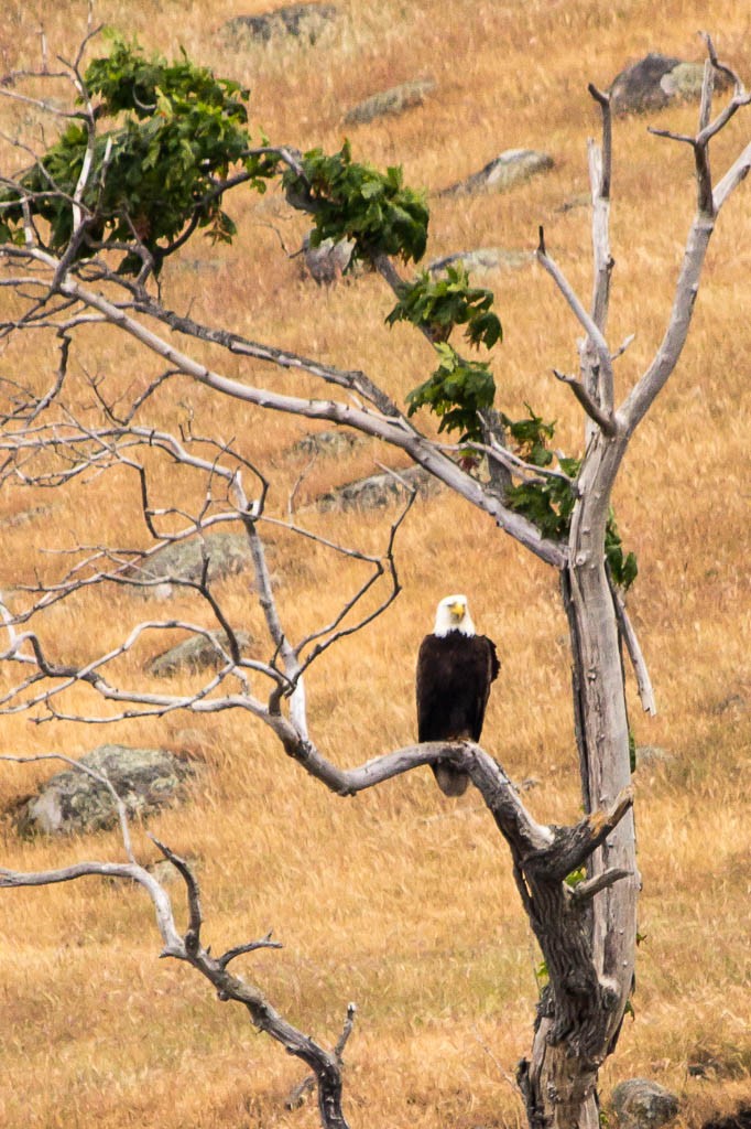 Bald eagles everywhere. Happy Memorial Day!