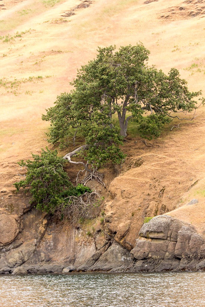 More trees. I find their shapes fascinating