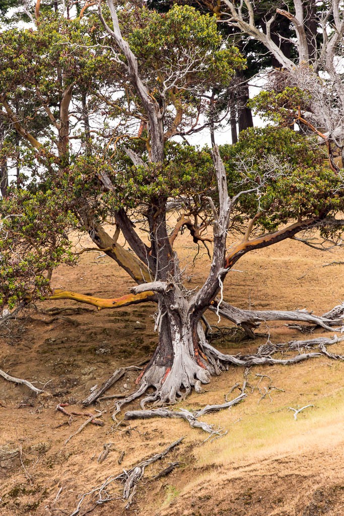 Interesting looking tree at the very end of the island.