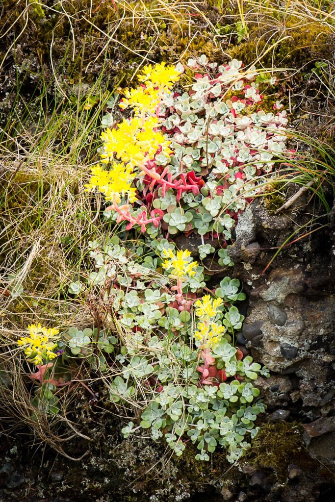 These almost look like succulents