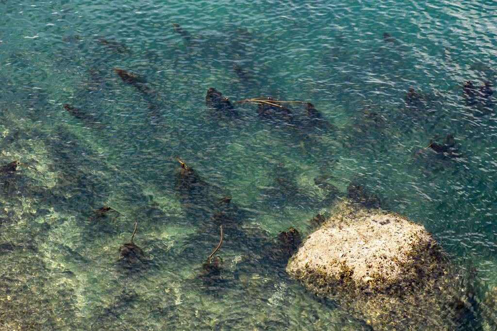 Clear water and kelp beds below. I want to go diving in that. 