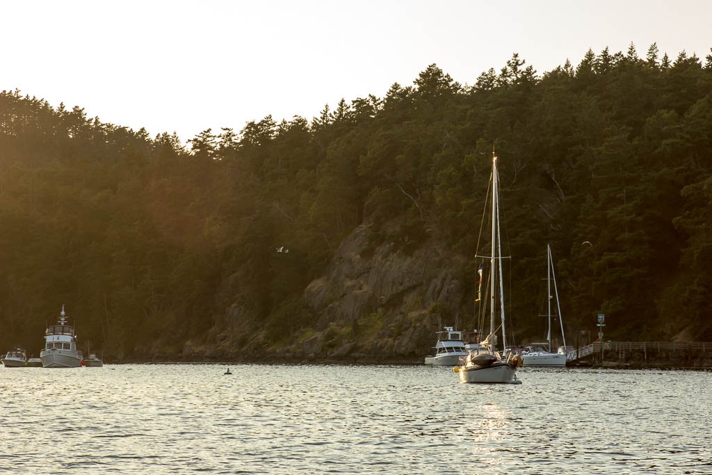 Straggler from the sunset at Stuart Island