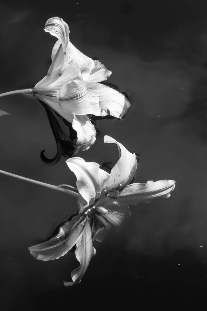 Lilies in the water