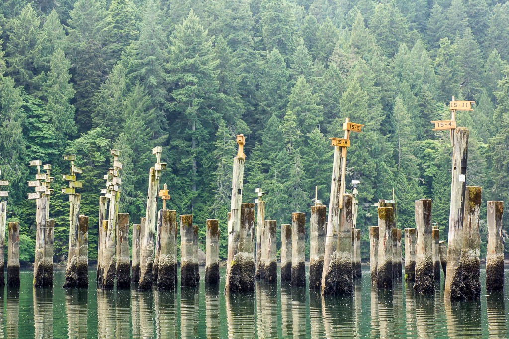 Old pilings. They have bird houses on them now!