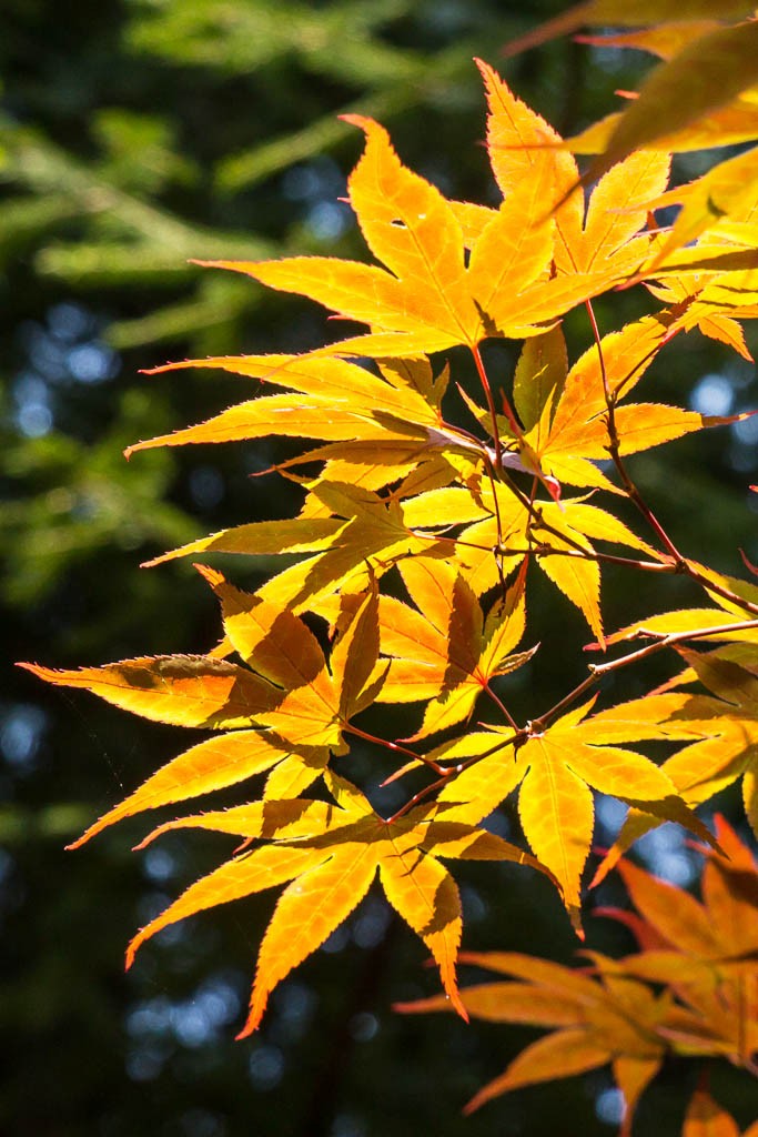 Beautiful maple tree