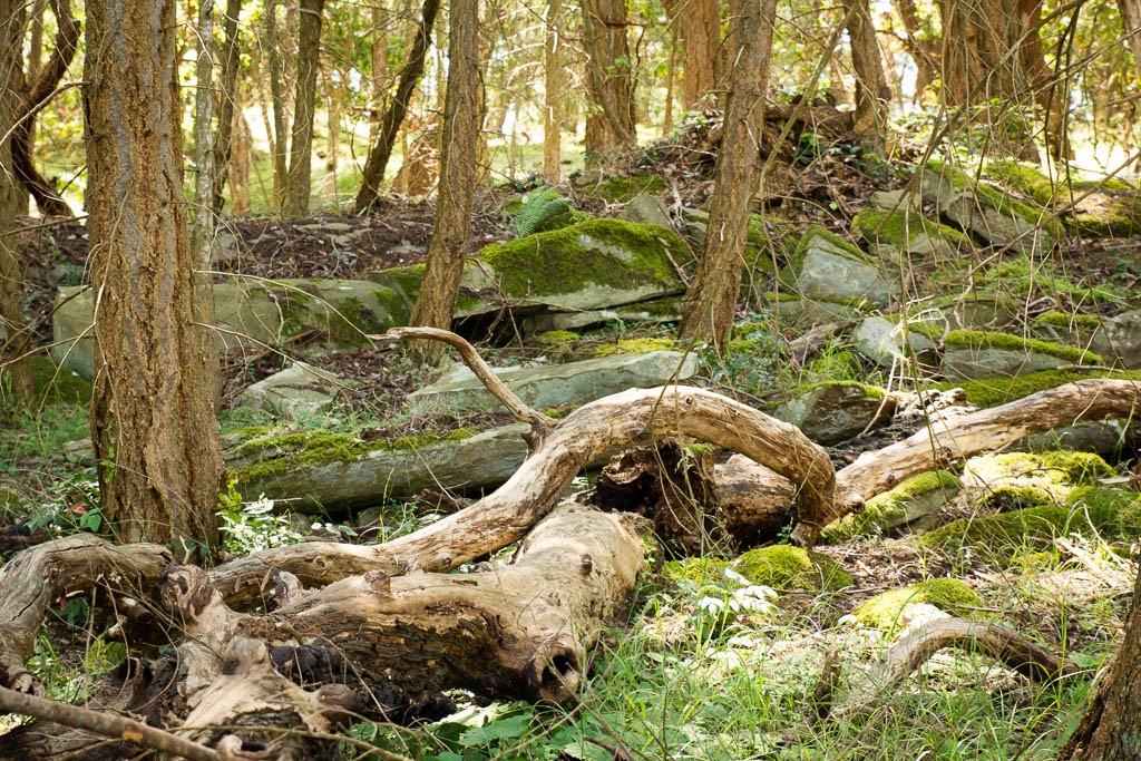 Nothing but trees, huge rocks, and moss.