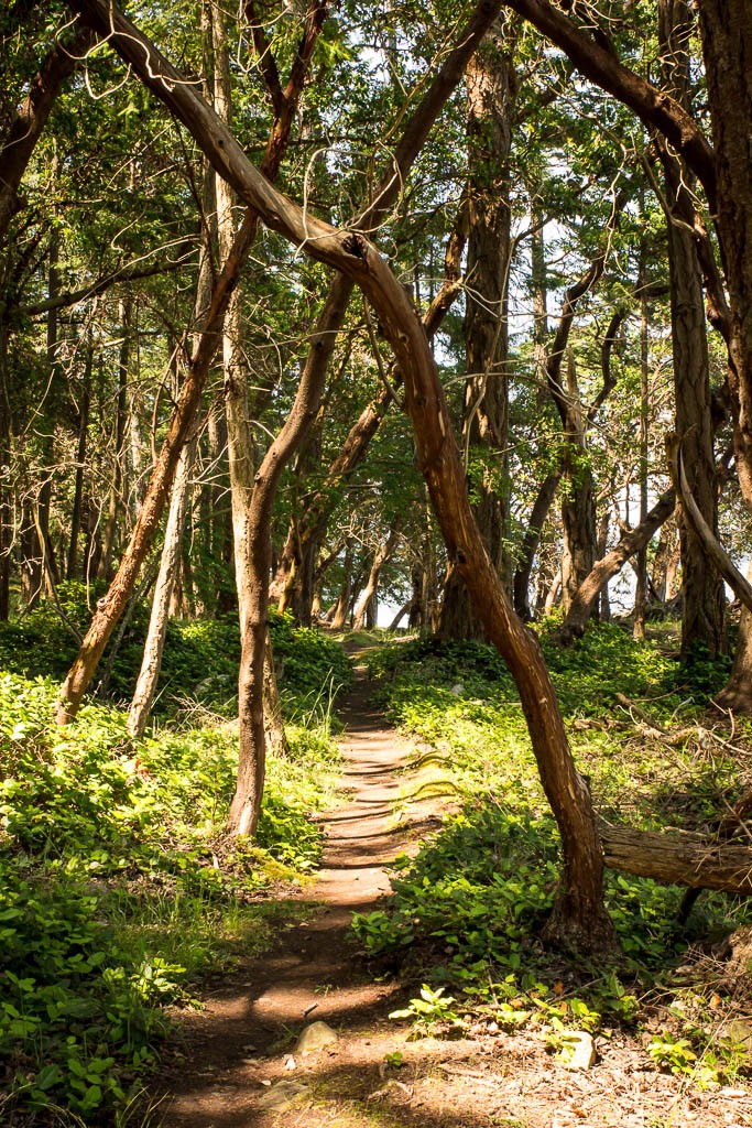 Path through the trees