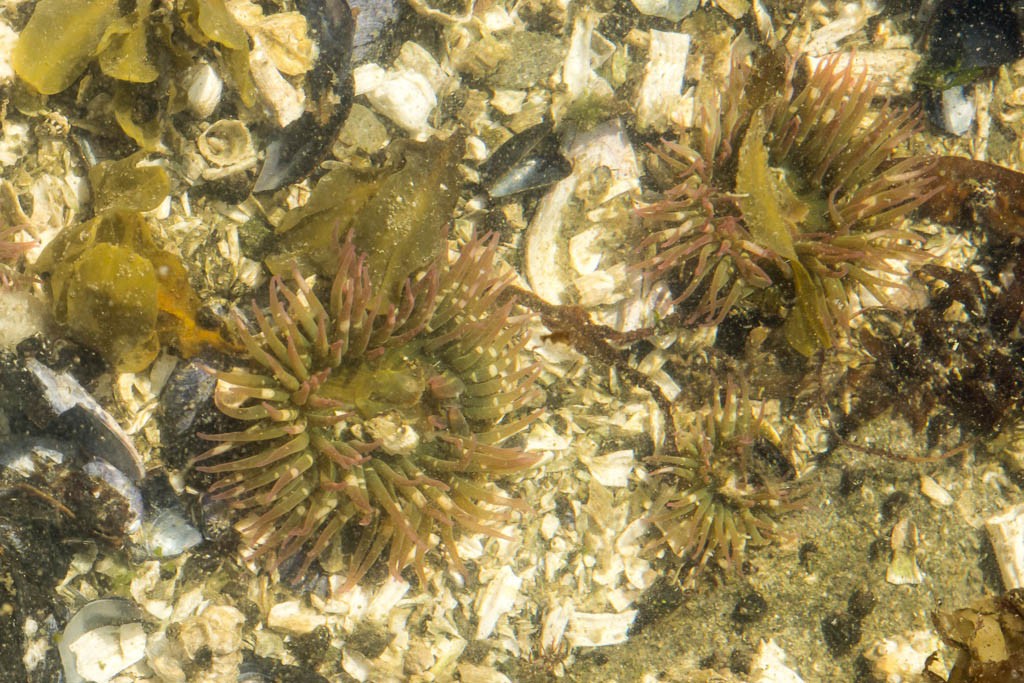 Anemones! I'll get more photos of these once I scuba more!