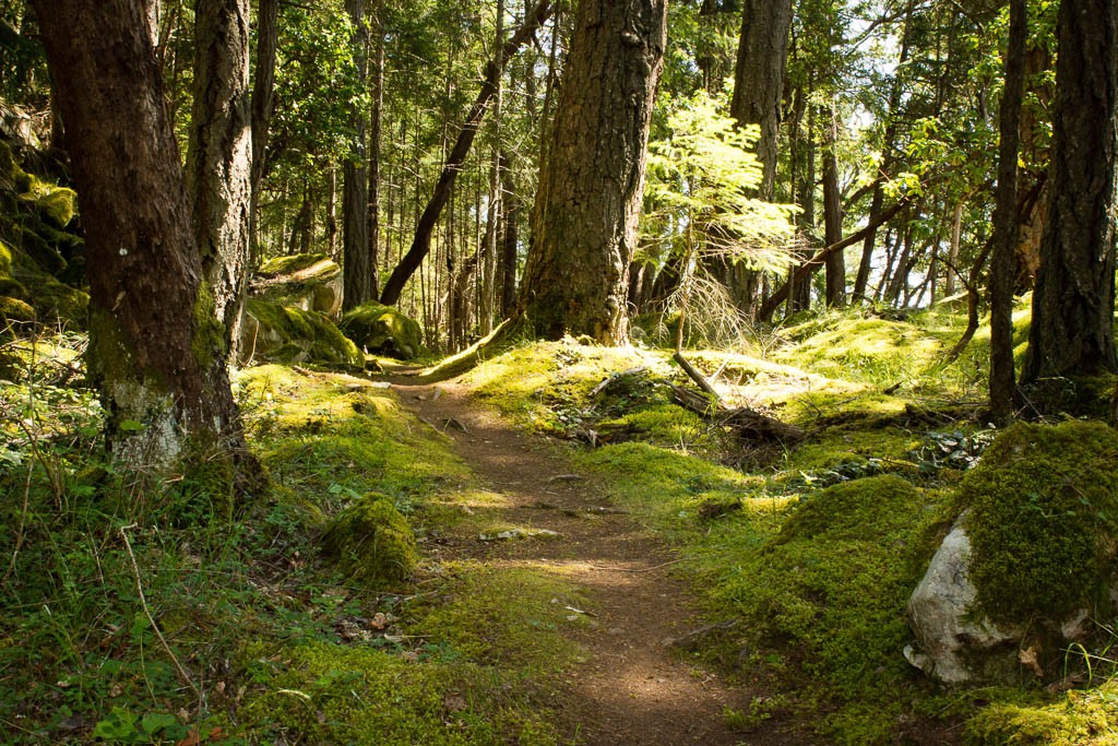 Another forest path.