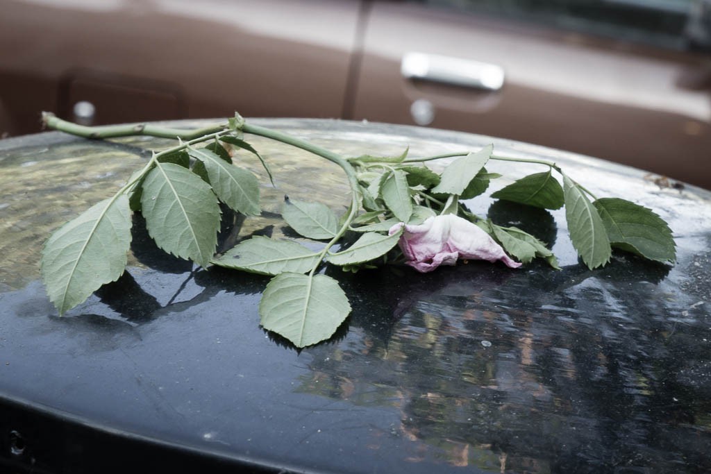 Dying love on a garbage can