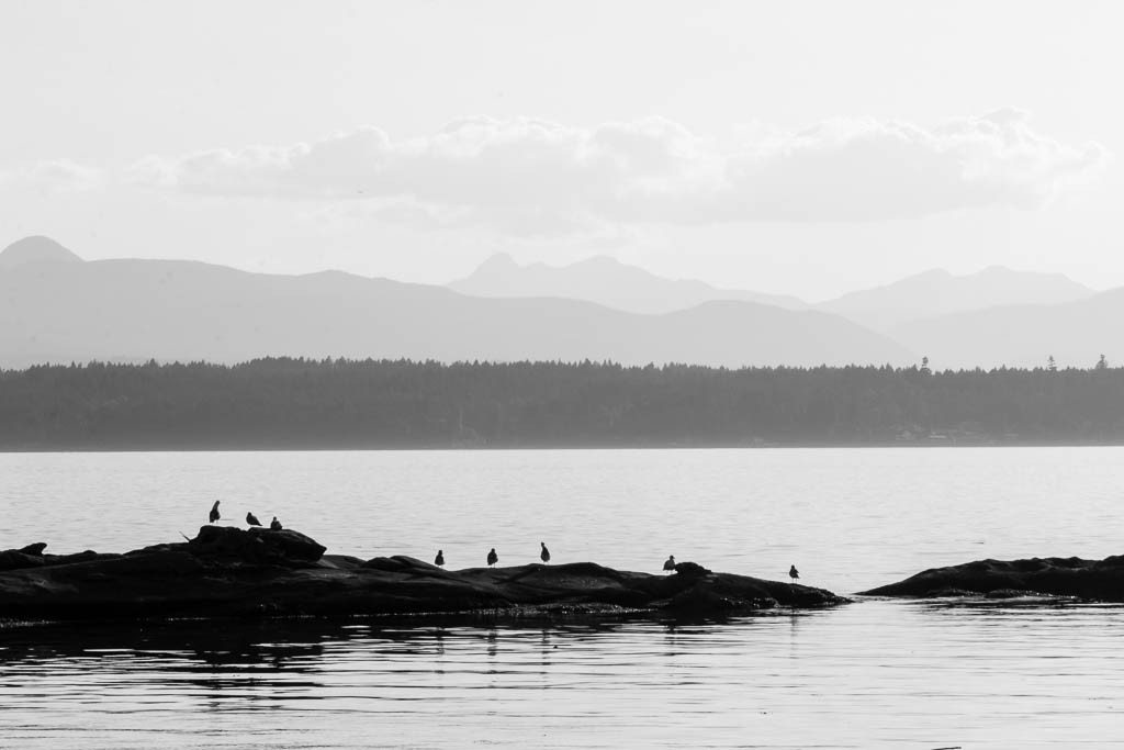 Birds on the rocks