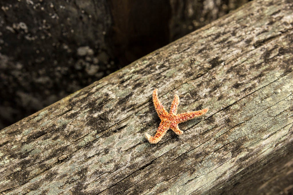 Starfish on the dock