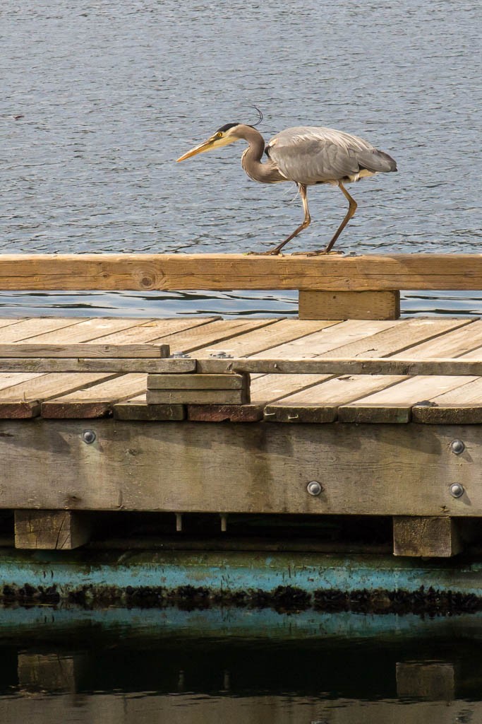 Crane hunting on the dock.