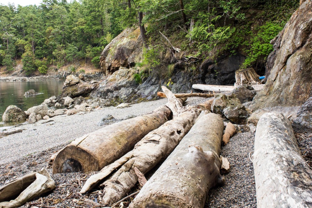 Lots of driftwood on the beach