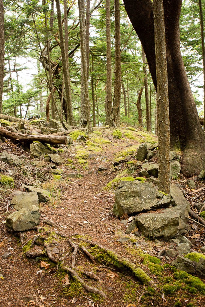 More winding paths.  This is one of my favorite trails.