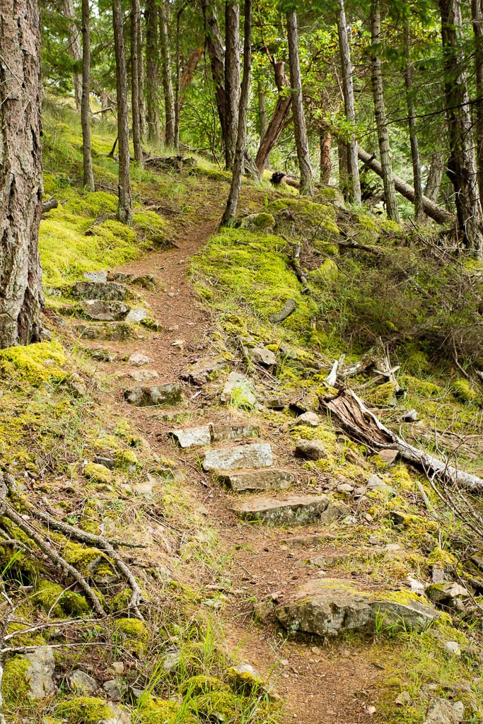 Path through the moss