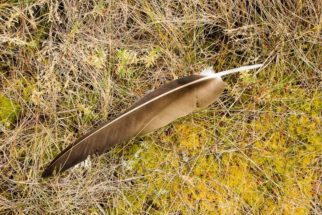 Eagle feather! You're not allowed to have them so I just took a photo. 