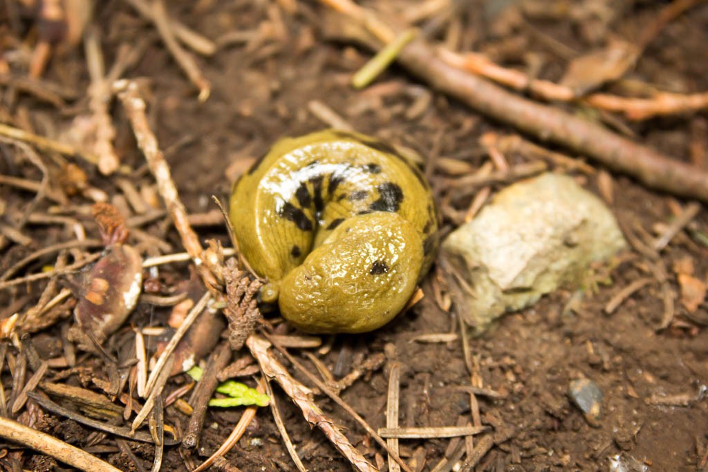 This one was curled up into a little cat-nap ball.