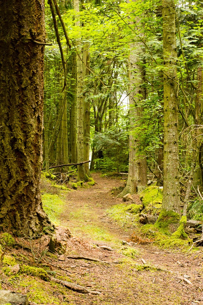 Through the trees