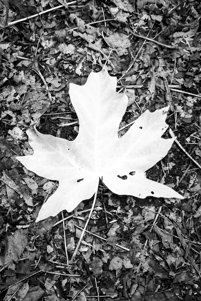 Maple leaf