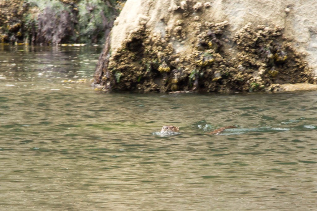 Otter playing