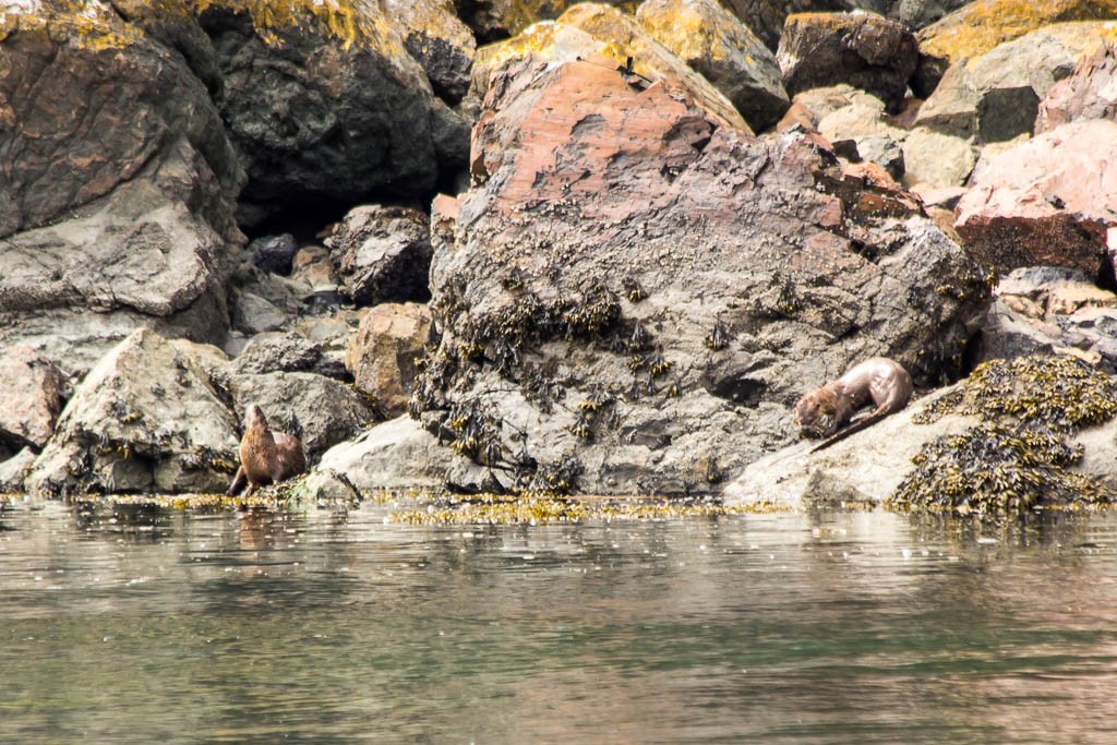 The pair of otters up on the rocks