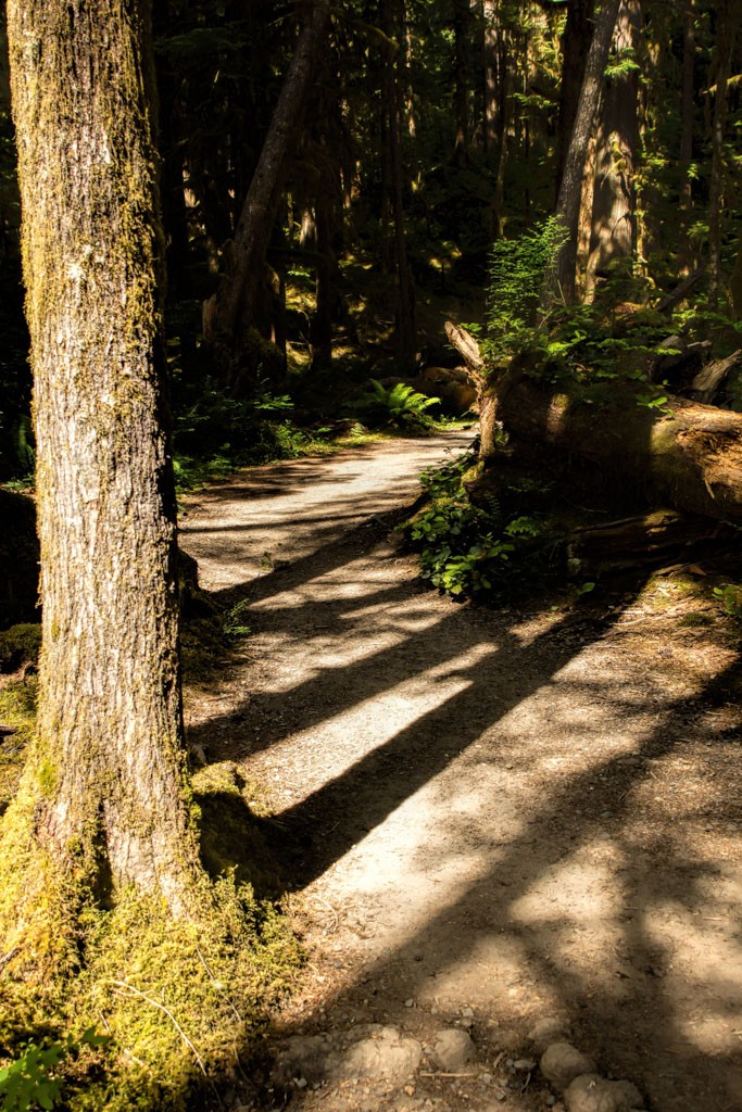 Shadows on the trail