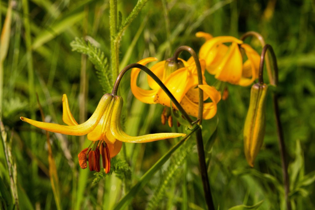 Trio of flowers