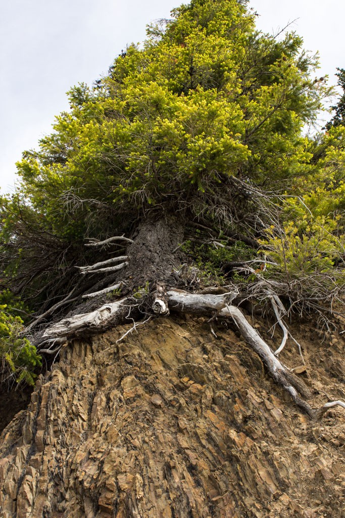 Tree growing out of a sheer rock face