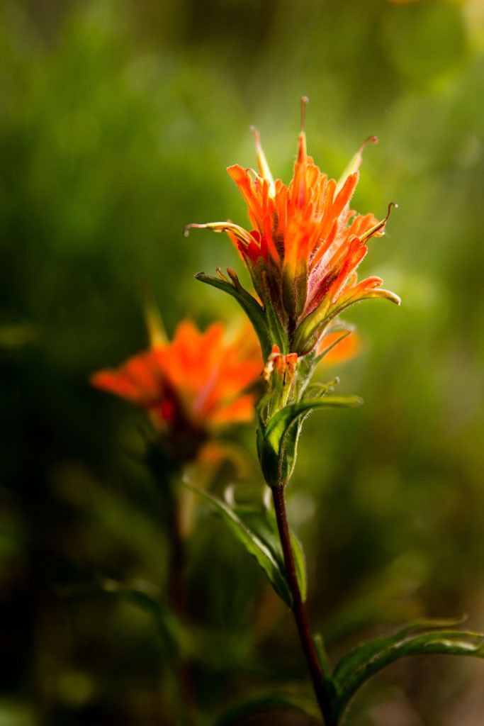 Wildflowers