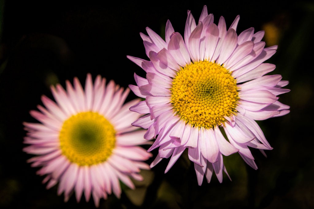 Purple daisies