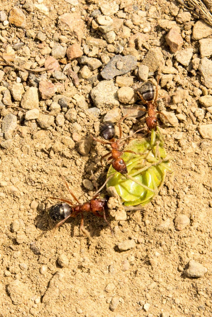 Teamwork! (we may have watched them for a few minutes)