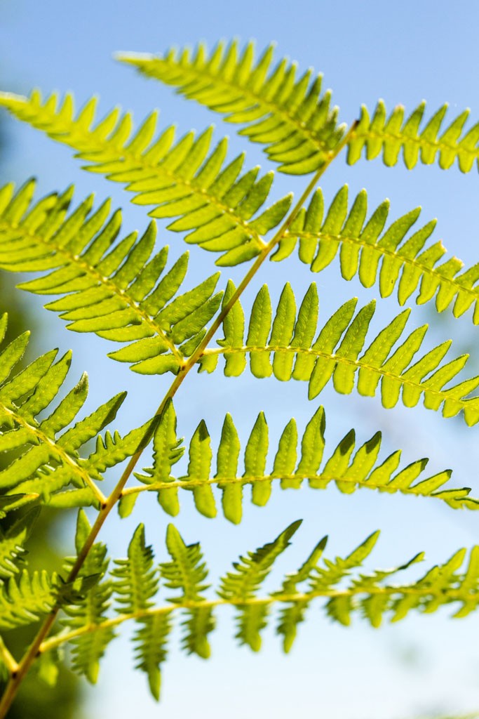 ...and of course I had to lie on the ground and get a photo of a fern.