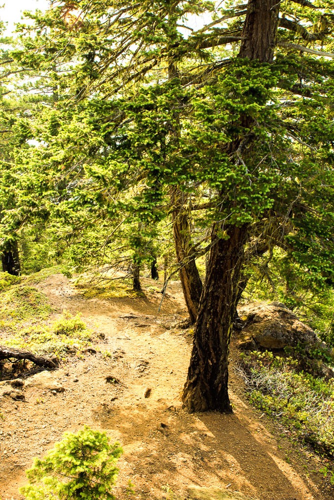 Trail through the trees