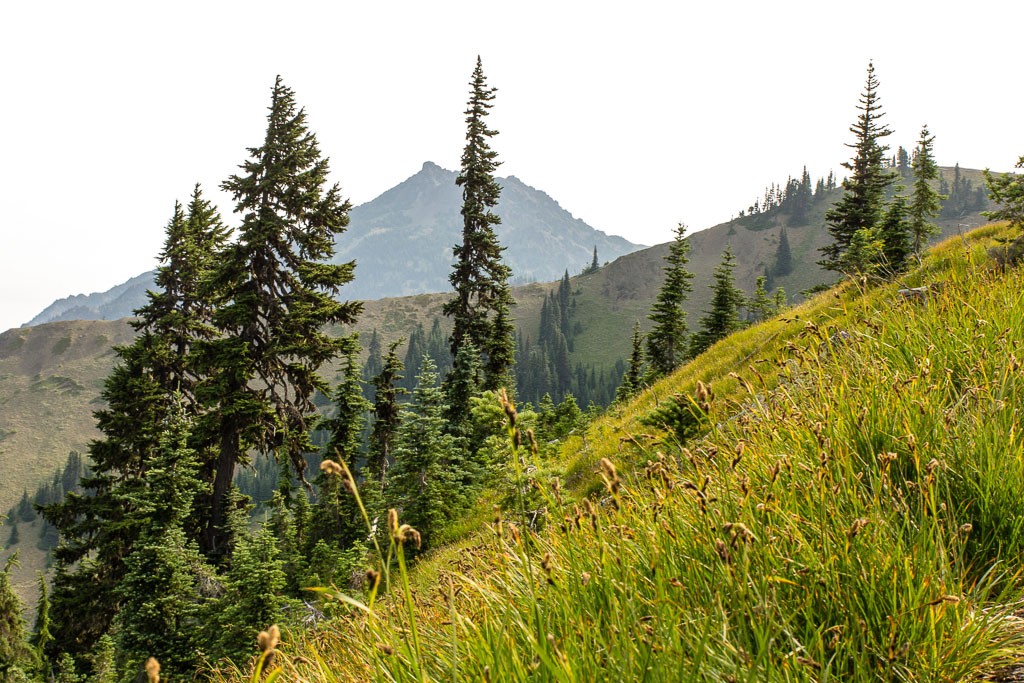 Wildflowers aren't out at the top yet.  A few more weeks should do it!