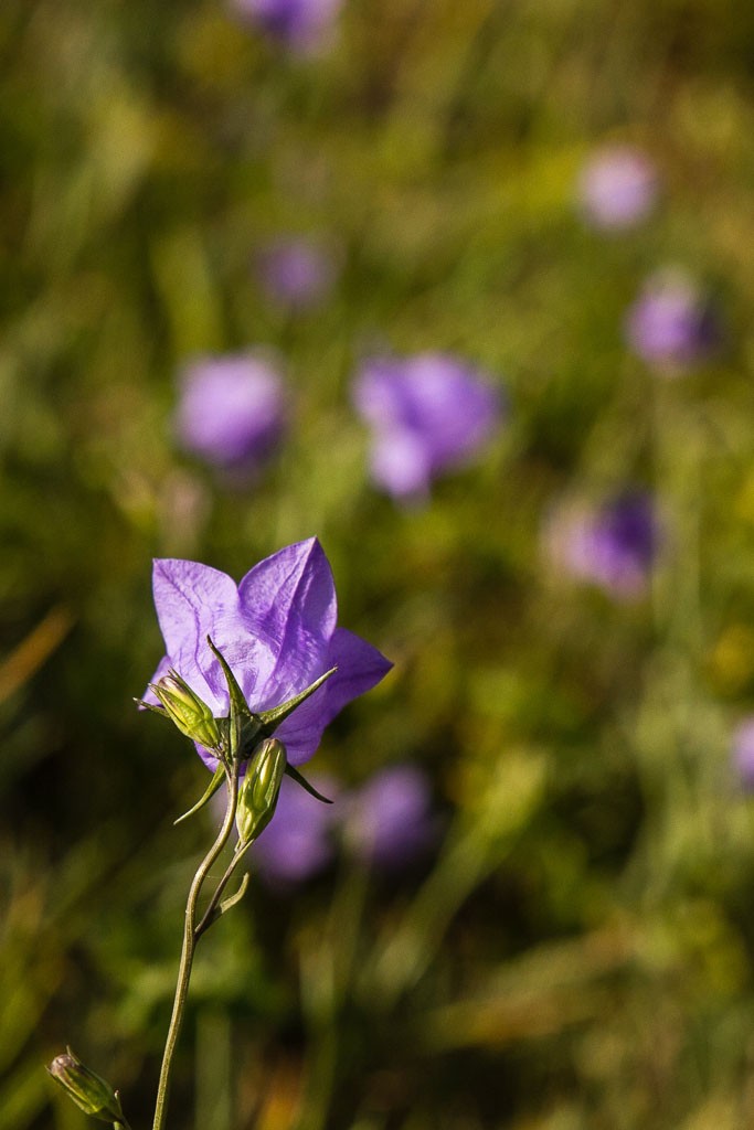 A few flowers