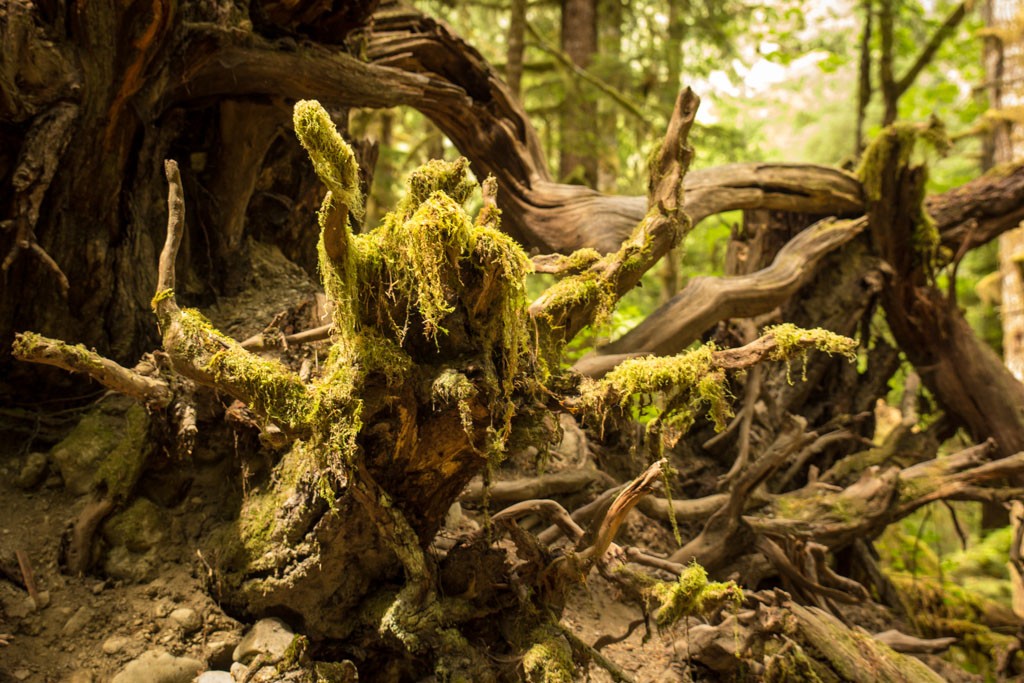 Tree roots