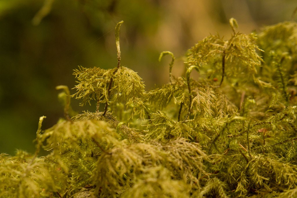 Tiny plants on a stump