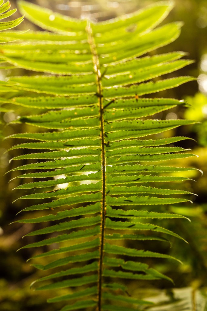 Fern from the back side