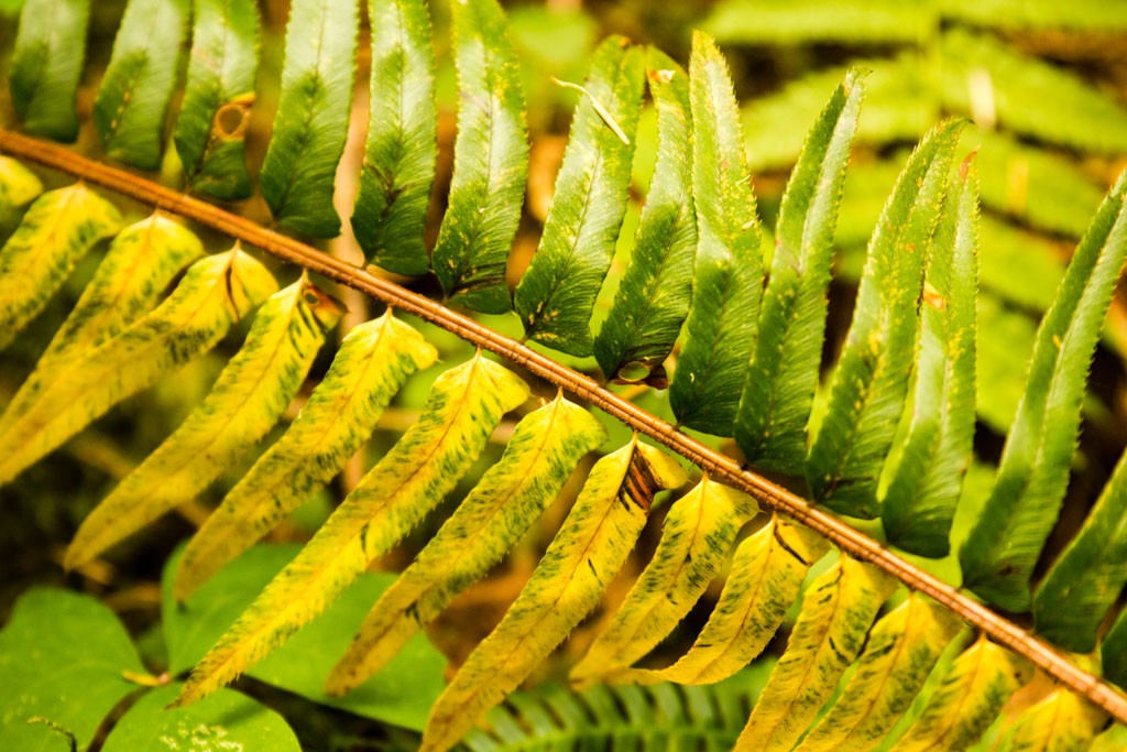 bi-color leaf