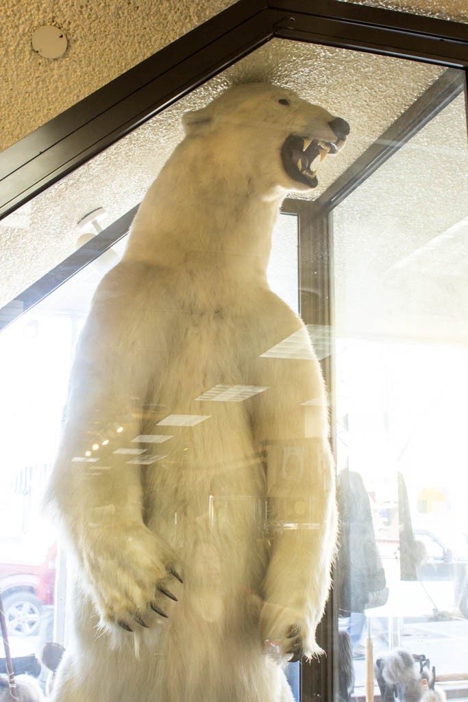 Holy shit polar bears are big!!!!