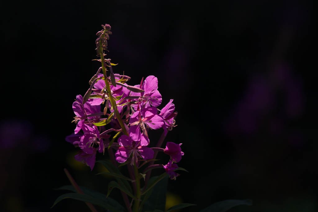 Excellent lighting on a flower against a dark background. Pretty sure it was a big rock. 