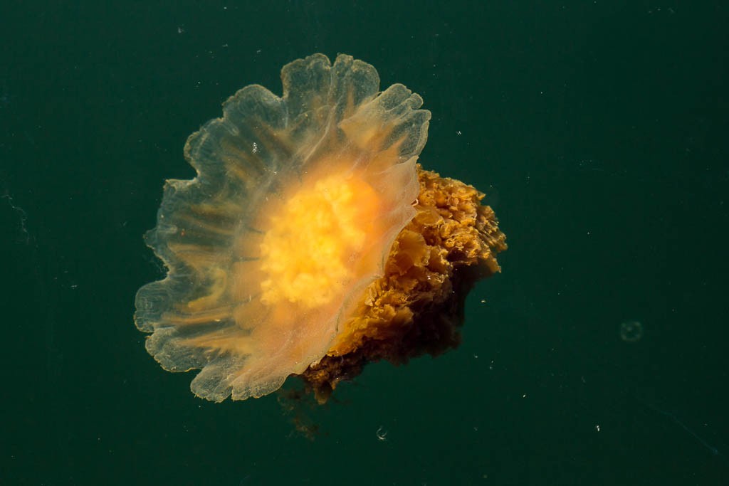 Jellyfish