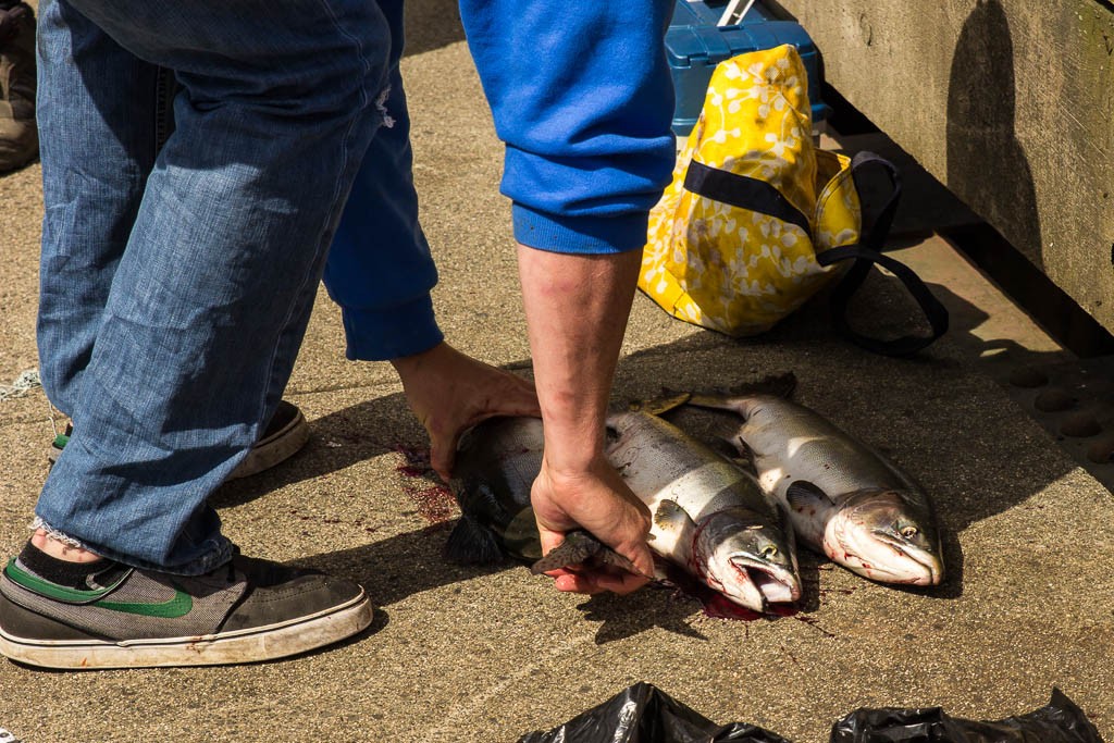 Combat fishing off the bridge. At least they're catching some!