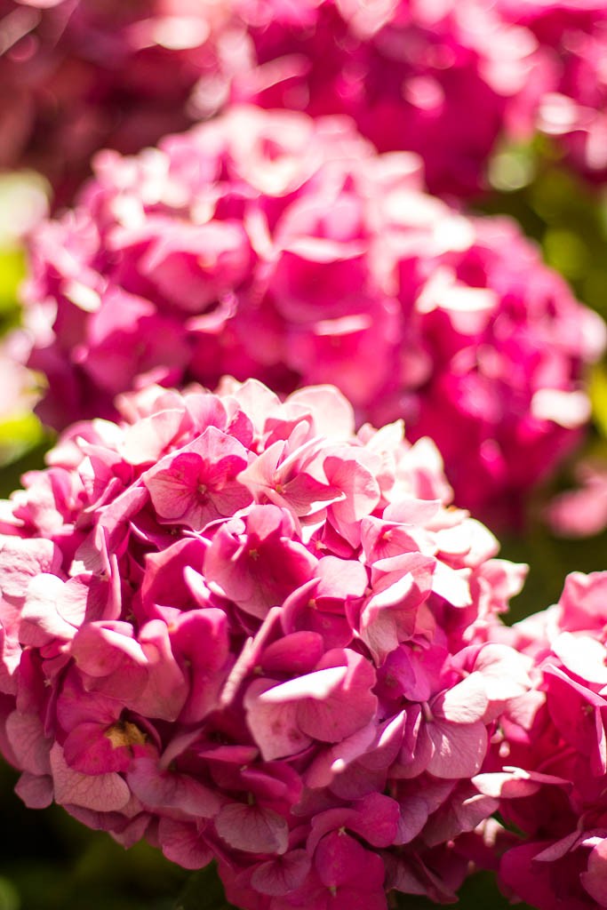 Bright pink hydrangea