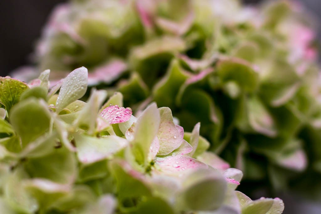 Green and pink hydrangea. I want one of these for my house.