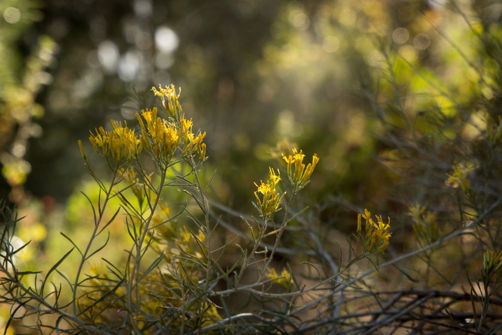 Little yellow flowers