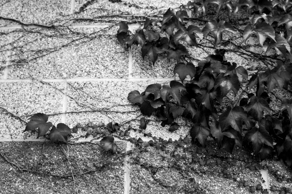 Ivy on a brick wall