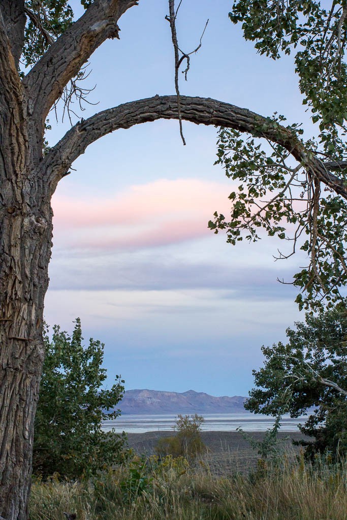 Through the trees